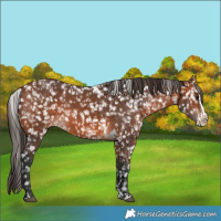 Horse Color:Bay Snowflake Varnish  and Bay Splash Snowflake Varnish 