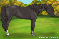 Horse Color:Smoky Black and Smoky Black