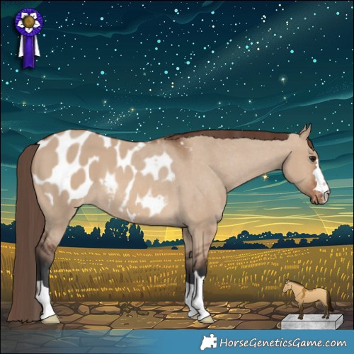 Horse Color:Brown Dun Appaloosa 