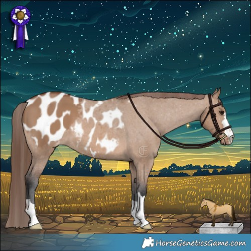 Horse Color:Brown Dun Appaloosa 
