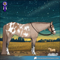 Horse Color:Brown Dun Appaloosa 