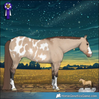 Horse Color:Brown Dun Appaloosa 