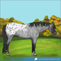Horse Color:Blue Roan Appaloosa