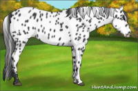 Horse Color:Blue Roan Leopard