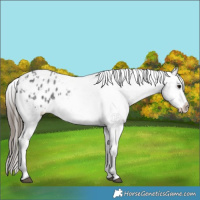 Horse Color:Blue Roan Appaloosa 