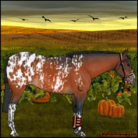 Horse Color:Bay Near Leopard  and Bay Blanket 