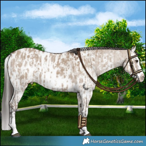 Horse Color:Liver Red Dun Sabino Splash Appaloosa and Liver Red Dun Sabino Splash Appaloosa