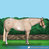 Horse Color:Red Roan Pearl Tobiano Frame 
