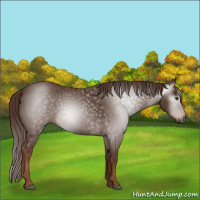 Horse Color:Gray Chestnut 