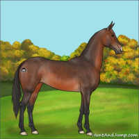 Horse Color:Brown 