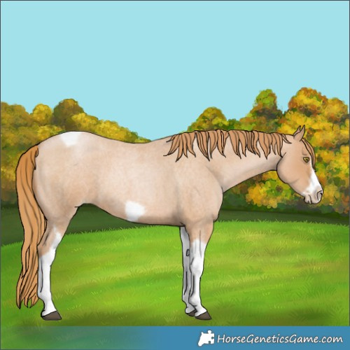 Horse Color:Red Roan Pearl Tobiano Frame 
