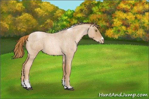 Horse Color:Red Roan Pearl Tobiano Frame 