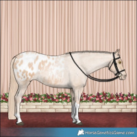 Horse Color:Red Roan Pearl Tobiano Blanket