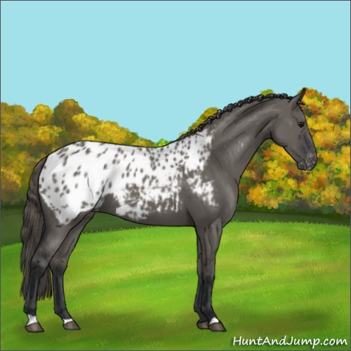 Horse Color:Grullo Appaloosa 