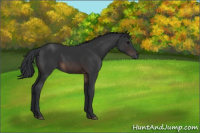 Horse Color:Brown 