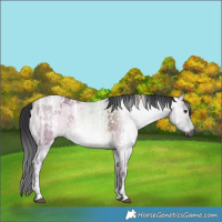 Horse Color:Gray Silver Bay Ice Tobiano Appaloosa  and Brown Ice Roan Dun 