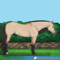 Horse Color:Bay Dun
