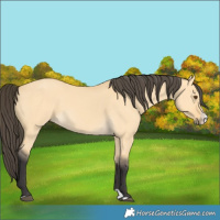 Horse Color:Buckskin Dun Splash
