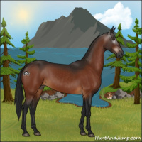Horse Color:Gray Bay 
