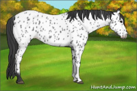 Horse Color:Blue Roan Near Leopard 