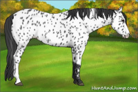 Horse Color:Blue Roan Appaloosa 