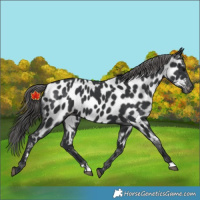 Horse Color:Black Appaloosa 