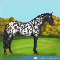 Horse Color:Black Appaloosa 