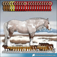 Horse Color:White Spotted Silver Black