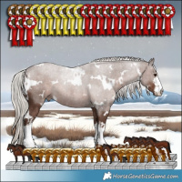 Horse Color:White Spotted Silver Black