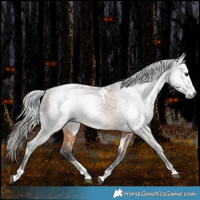 Horse Color:Gray White Spotted Bay Appaloosa 