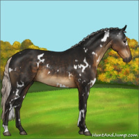 Horse Color:Gray White Spotted Silver Smoky Black Rabicano 
