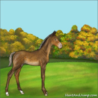 Horse Color:Gray Silver Classic Cream Champagne 