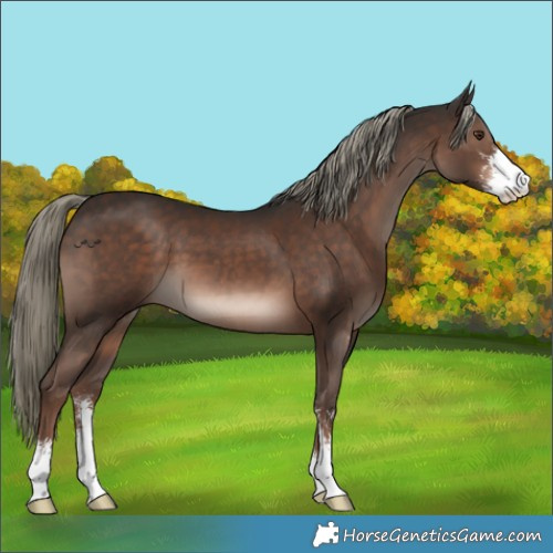 Horse Color:Liver Chestnut Mushroom Sabino 