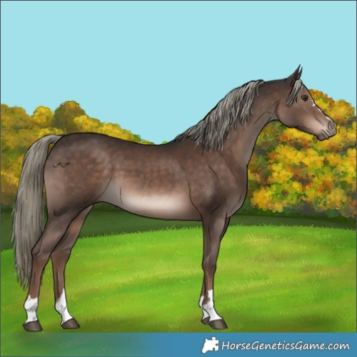 Horse Color:Liver Chestnut Mushroom 