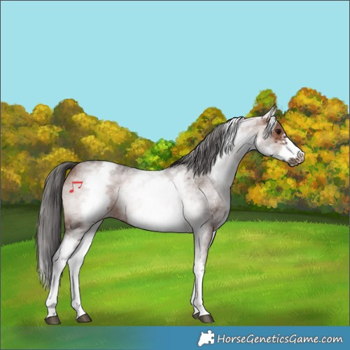 Horse Color:White Spotted Brown Roan Frame