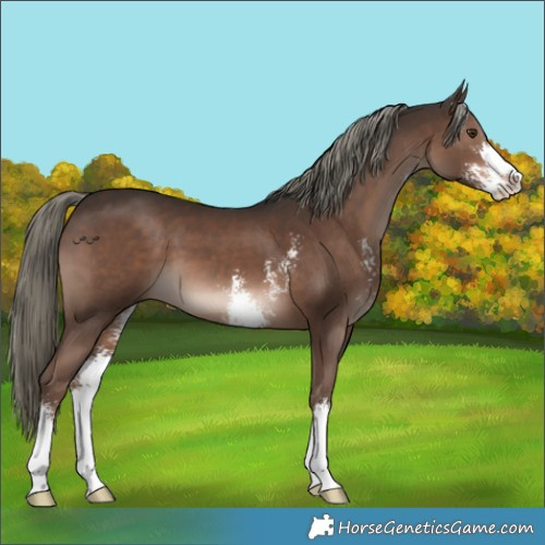 Horse Color:Liver Chestnut Mushroom Sabino 