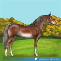 Horse Color:Liver Chestnut Mushroom 