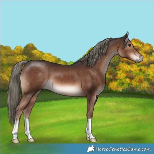 Horse Color:Liver Chestnut Mushroom 