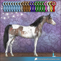 Horse Color:Brown Sabino Tobiano