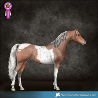 Horse Color:Silver Bay Tobiano Varnish Rabicano 
