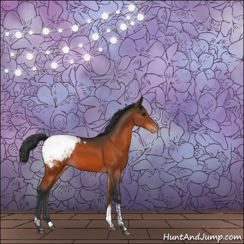 Horse Color:Brown Tobiano Appaloosa 