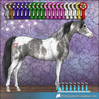 Horse Color:Black Sabino Tobiano
