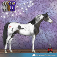 Horse Color:Black Tobiano Frame 