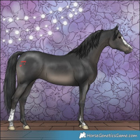 Horse Color:Black Mushroom Sabino 