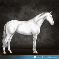 Horse Color:Buckskin Sabino Splash 