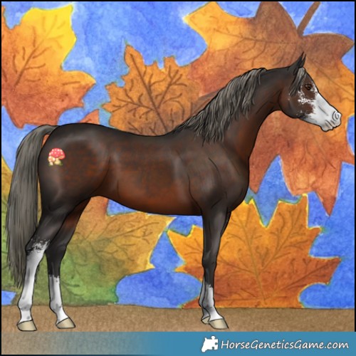 Horse Color:Liver Chestnut Mushroom Sabino 