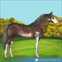 Horse Color:Liver Chestnut Mushroom Sabino 