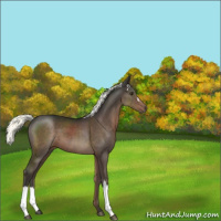 Horse Color:Liver Chestnut Mushroom