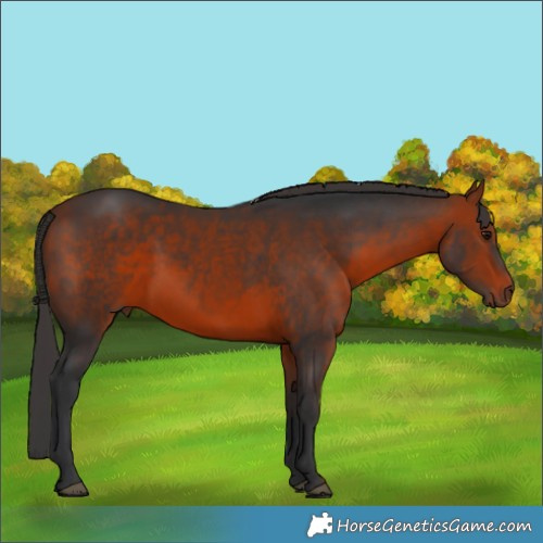Horse Color:Brown 