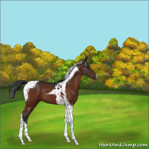 Horse Color:Brown Tobiano 